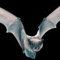 Can Science Really Tell Us What It Is Like To Be A&nbsp;Bat?